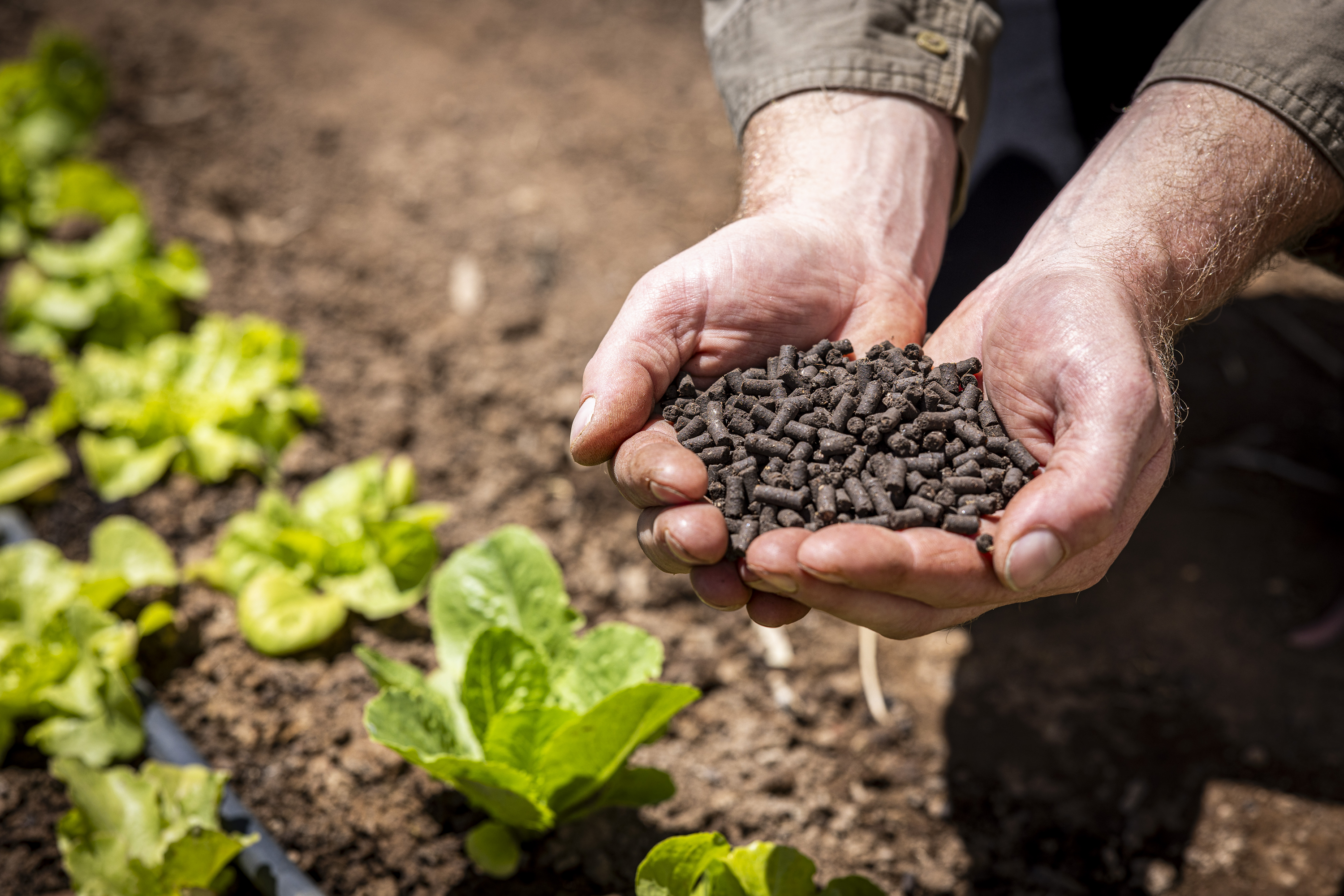 Worm Nuggets — Pelletised Worm Castings